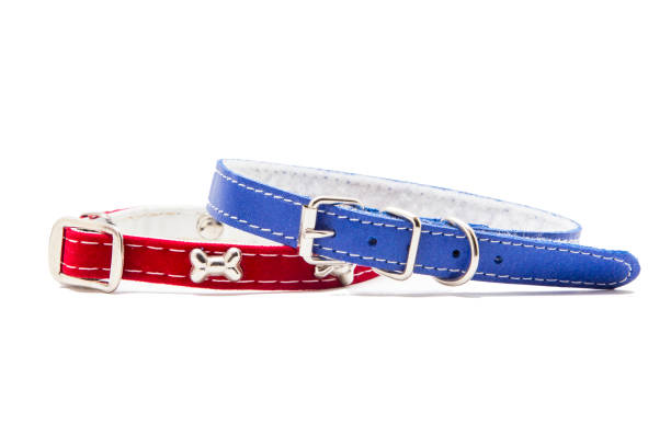 istock Cat and dog collar isolated on white 985119756