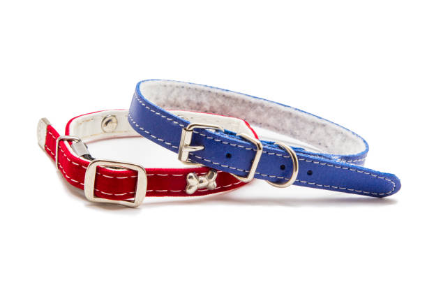 istock Cat and dog collar isolated on white 985121696