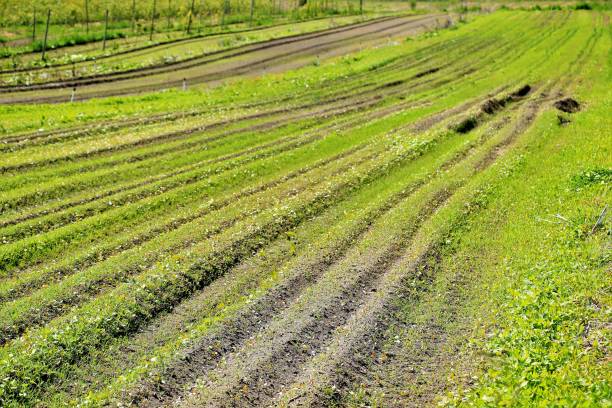 istock Commercial Food Garden 985121964