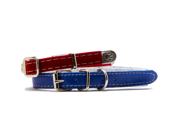 istock Cat and dog collar isolated on white 985122966