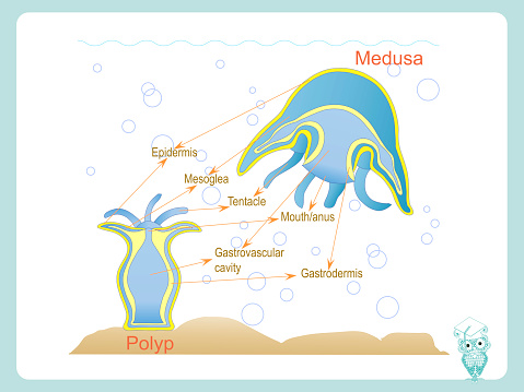 Anatomy structure scheme of polyp and medusa for school biology lessons stock vector illustration