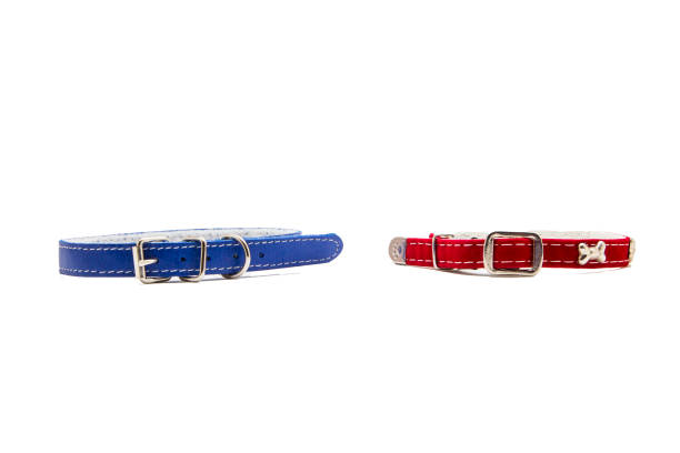 istock Cat and dog collar isolated on white 985124566