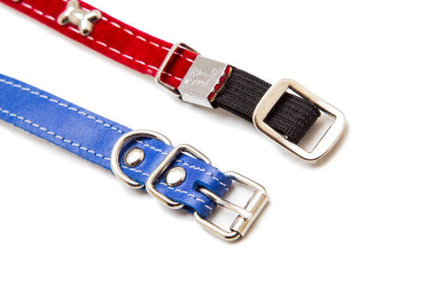 istock Cat and dog collar isolated on white 985124648