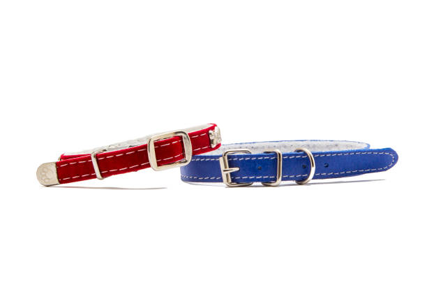 istock Cat and dog collar isolated on white 985124696