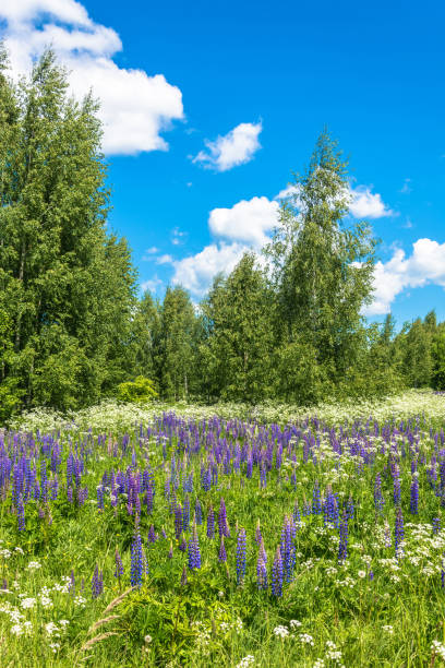 istock Beautiful landscape with purple lupines. 985124766
