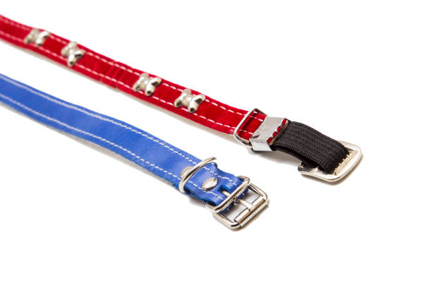istock Cat and dog collar isolated on white 985125008