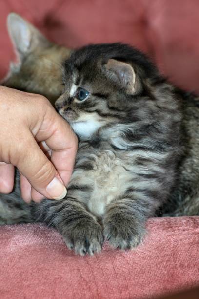 istock dingy cats in the house 985125038
