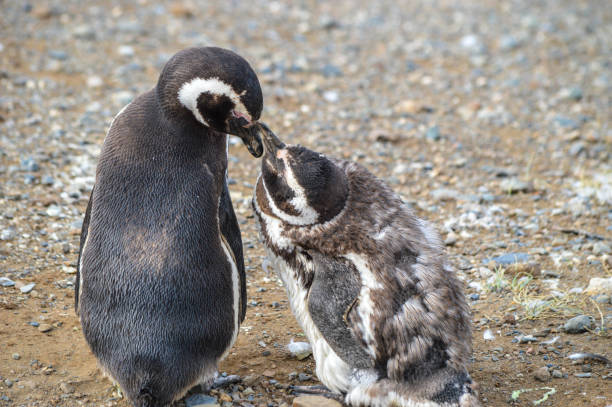 Penguin Parent and Child