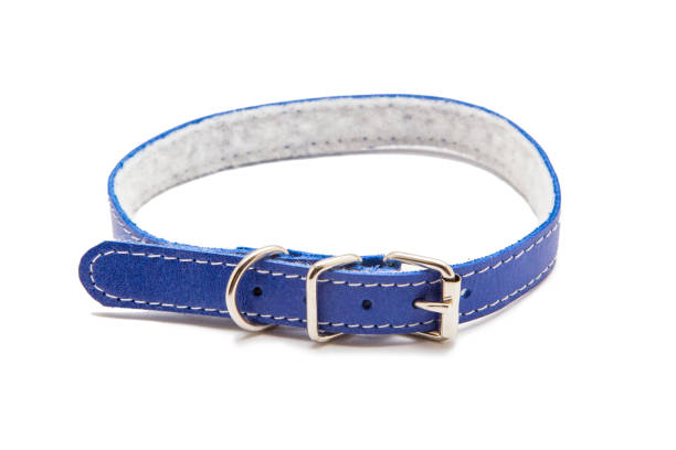 istock Cat and dog collar isolated on white 985125166