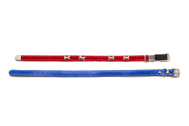 istock Cat and dog collar isolated on white 985125524