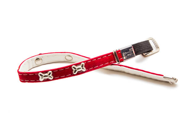istock Cat and dog collar isolated on white 985125624