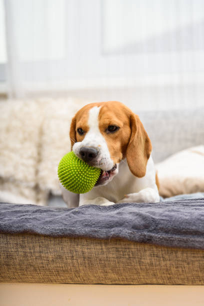 istock Beagle dog with a green ball on a couch 985129236