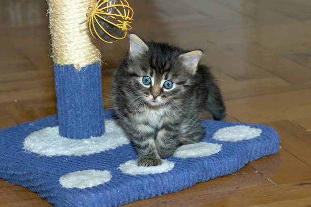 istock dingy cats in the house 985129260