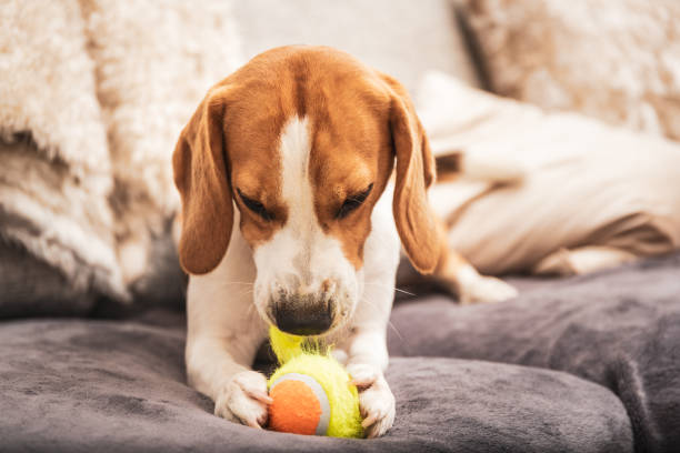 istock Beagle dog with a ball on a couch ripping ball toy 985129470