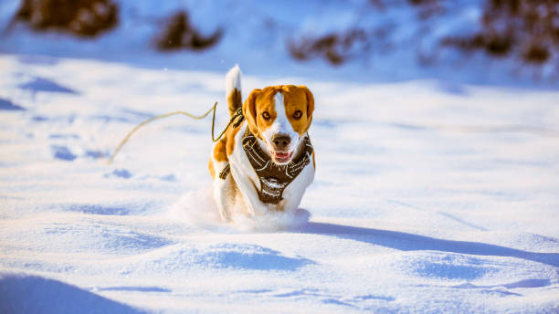 istock Beagle dog runs. On the winter snow 985129644