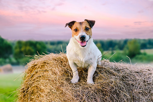 Jack Russell Terrier sitting on hay