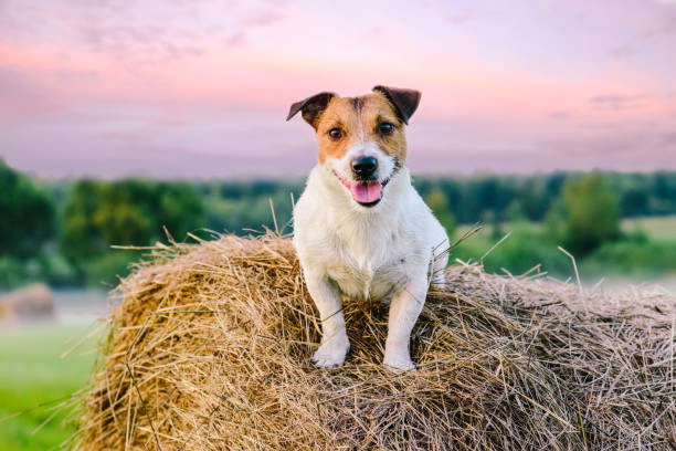 rustic scene with farm dog on haystack at sunset - hayfield imagens e fotografias de stock