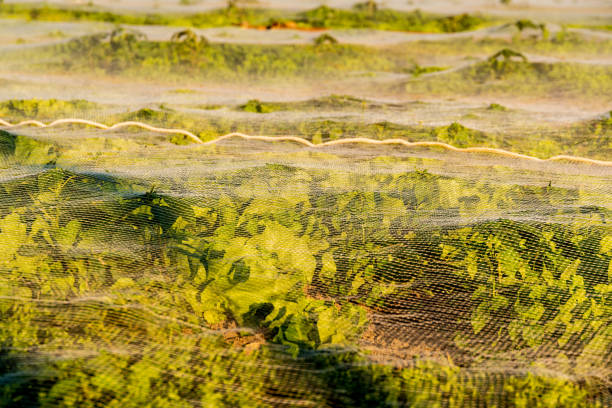 istock Field of lattice covered with shade net in sun 985132362