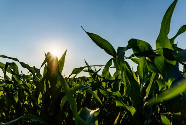 istock Field of corn in the sun countryside 985132390