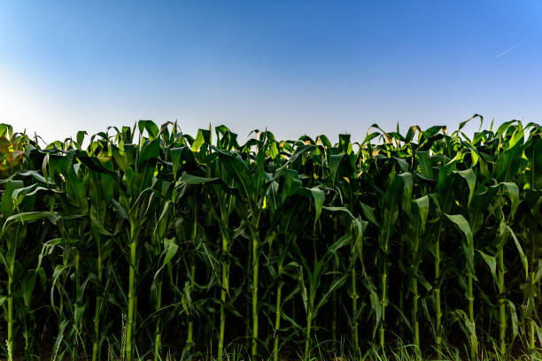 istock Field of corn in the sun countryside 985132954