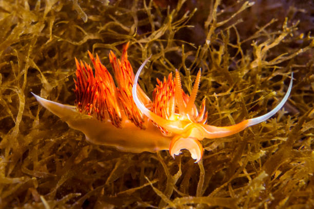 istock orange nudibranch (Dondice banyulensis) in mediterranean sea 985143630