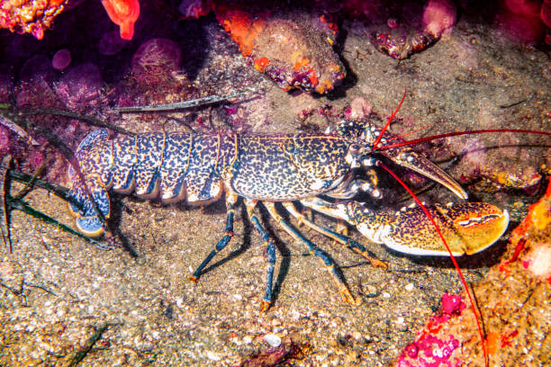 海の下で巨大なロブスター - decapod ストックフォトと画像