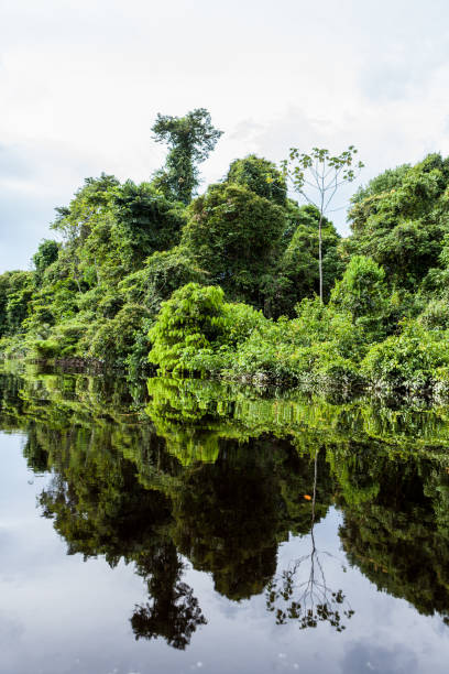 Amazonas, Brazil. Dark waters of the Negro River mirror the vegetation of the Amazon rainforest. travelling by boat in the Negro River, one of the biggest of Amazon. amazon forest stock pictures, royalty-free photos & images