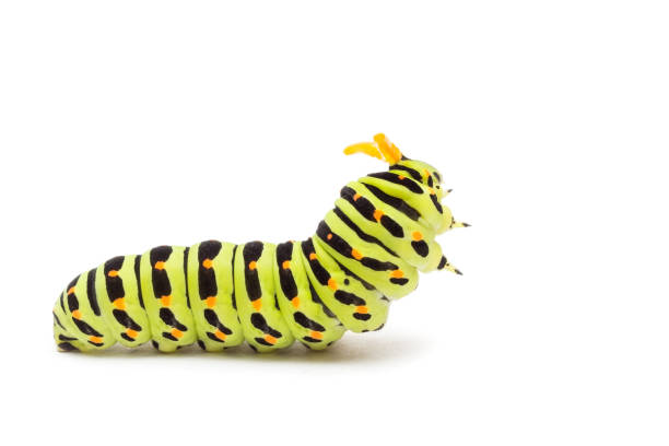 Swallowtail caterpillar Swallowtail caterpillar or Papilio Machaon on a white background larva stock pictures, royalty-free photos & images