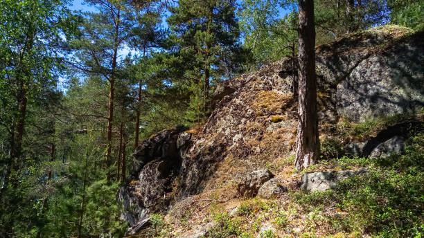 istock Scandinavian forest huge granite boulders. Northern forest landscape. 985148170