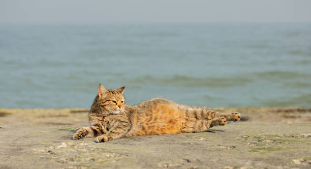istock Funny grey cat on the beach against the sea. 985150488