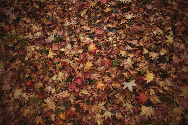 Photo of Seamless Fall Autumn Poplar Leaves on Forest Floor; Background Fall Scene