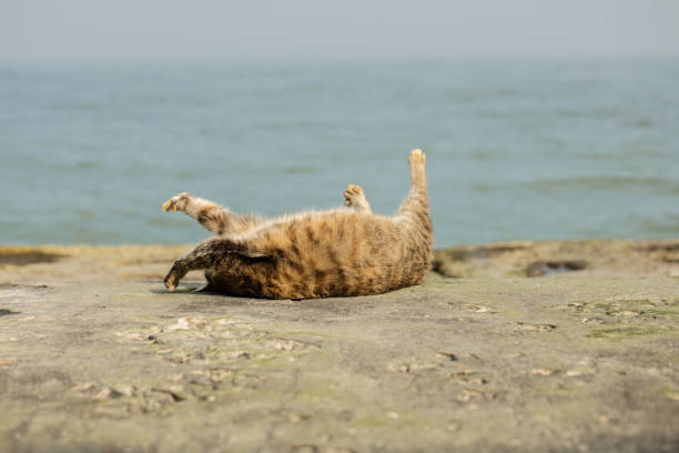 istock Funny grey cat on the beach against the sea. 985150938