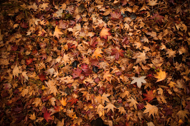 Seamless Fall Autumn Poplar Leaves on Forest Floor; Background Fall Scene