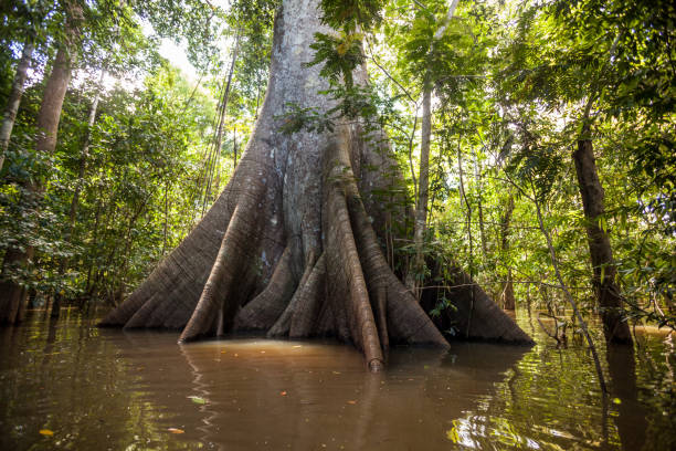 ein sumauma baum (ceiba pentandra) mit mehr als 40 meter höhe, von den wassern des negro fluss im amazonas-regenwald überflutet. - sky forest root tree stock-fotos und bilder