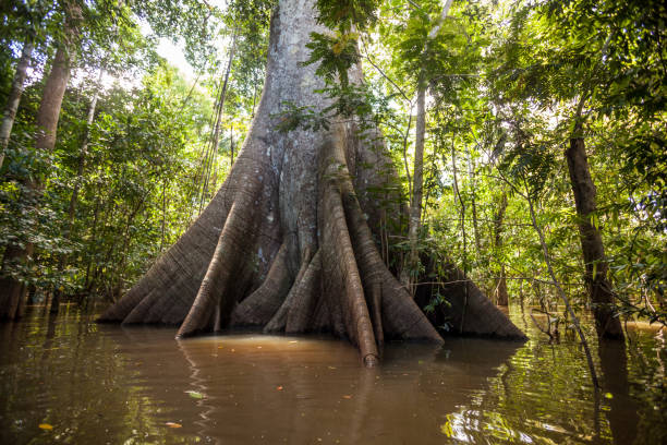 un arbre de sumauma (ceiba pentandra) avec plus de 40 mètres de hauteur, englouti par les eaux du río negro dans la forêt amazonienne. - rainforest brazil amazon river amazon rainforest photos et images de collection