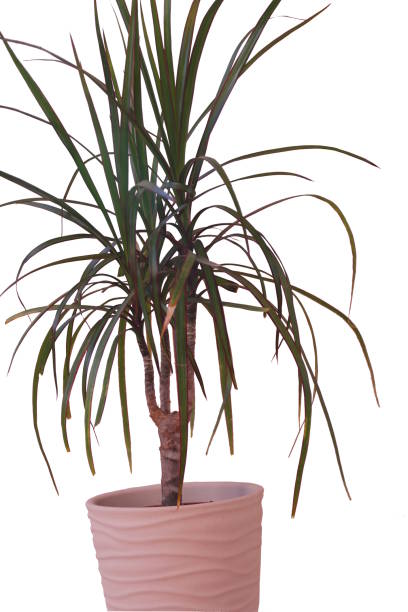 istock Dracaena marginata in a pot - isolated (white background) 985153852
