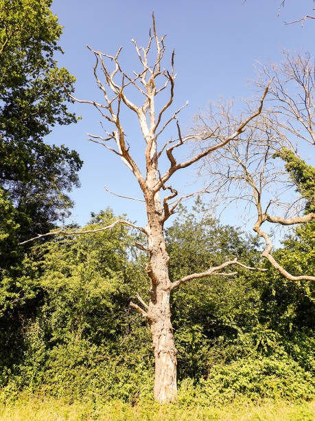 istock Dead tree, Heronsgate, Chorleywood, Hertfordshire 985155656