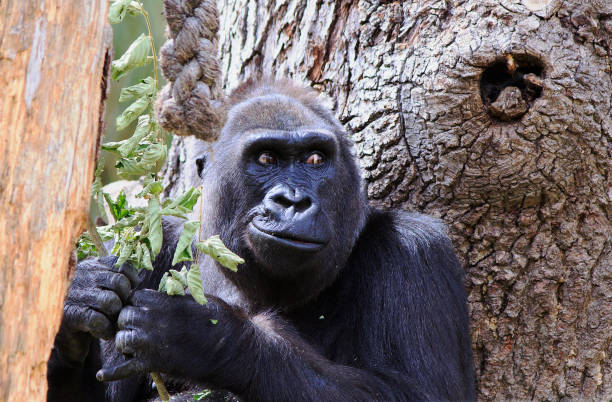 head shot of a western lowland gorilla in captivity, looking sideways - gorilla zoo animal silverback gorilla imagens e fotografias de stock