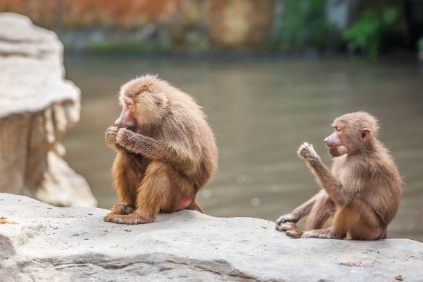 istock Long Nose Proboscis monkeys with baby 985158156