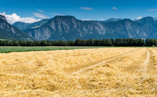 A view of farm fields with fresh cut yellow straw and mountain landscape behind