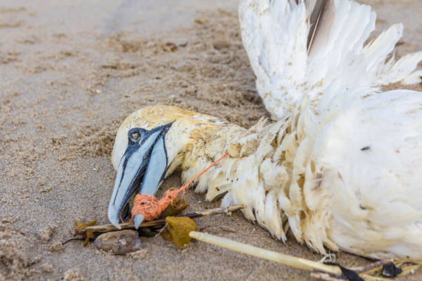 istock northern gannet trapped in plastic fishing net 985162090