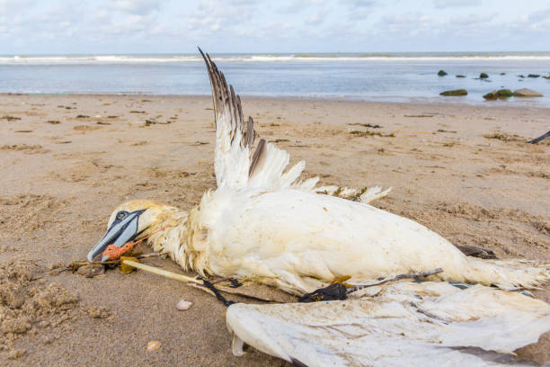 istock Dead northern gannet with plastic fishing net in beak 985162092