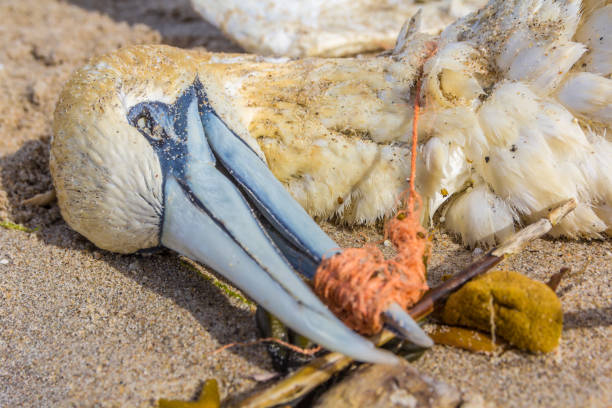 istock dead northern gannet seabird with plastic wrapped around its beak 985162144