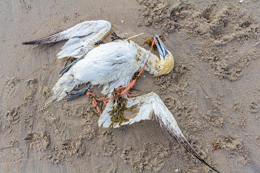 dead northern gannet trapped in plastic fishing net washed ashore on Kijkduin beach The Hague
