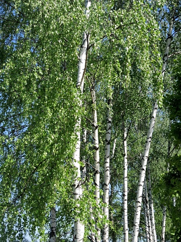 Birch on a Sunny day