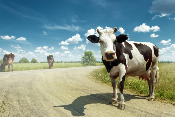 zauważona krowa pasąc się na pięknej zielonej łące na tle błękitnego nieba. zwierzęta gospodarskie, rolnictwo. - pasąc zdjęcia i obrazy z banku zdjęć