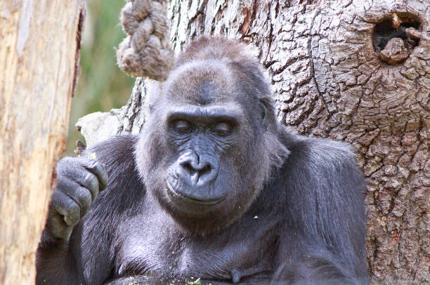 istock Western Lowland Gorilla in captivity leaning against a tree and looking downwards 985174938