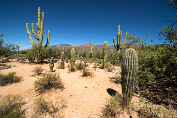 istock Arizona Desert Plants and Rocky Colors 985183618