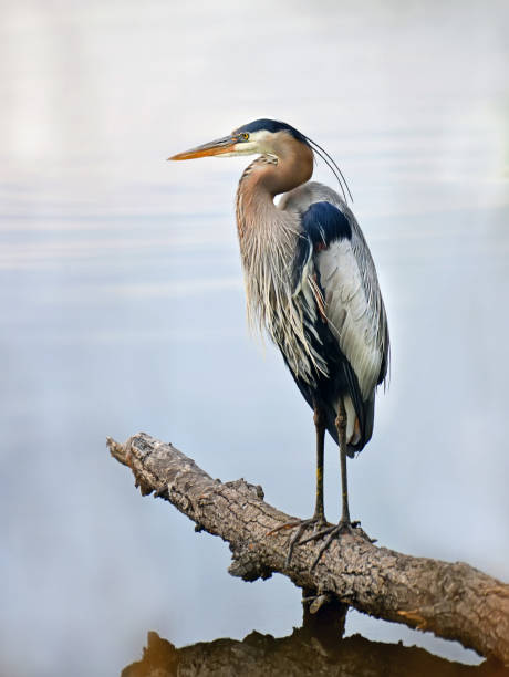 great blue heron blicken heraus über die chesapeake bay - standing water pond bird nature stock-fotos und bilder