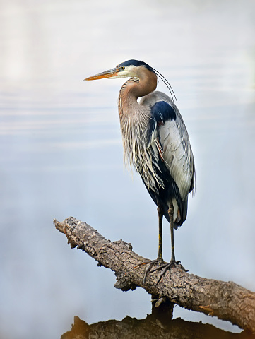 Closeup of a Great Blue Heron standing majestically on a log in the water gazing out over the Chesapeake bay in Maryland